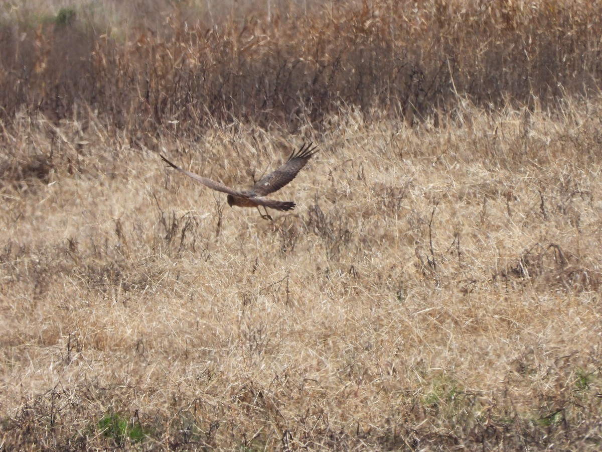 Spotted Harrier - ML621569038