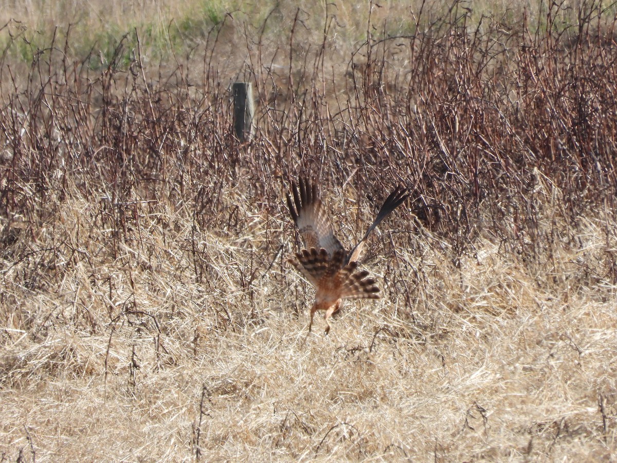 Spotted Harrier - ML621569040