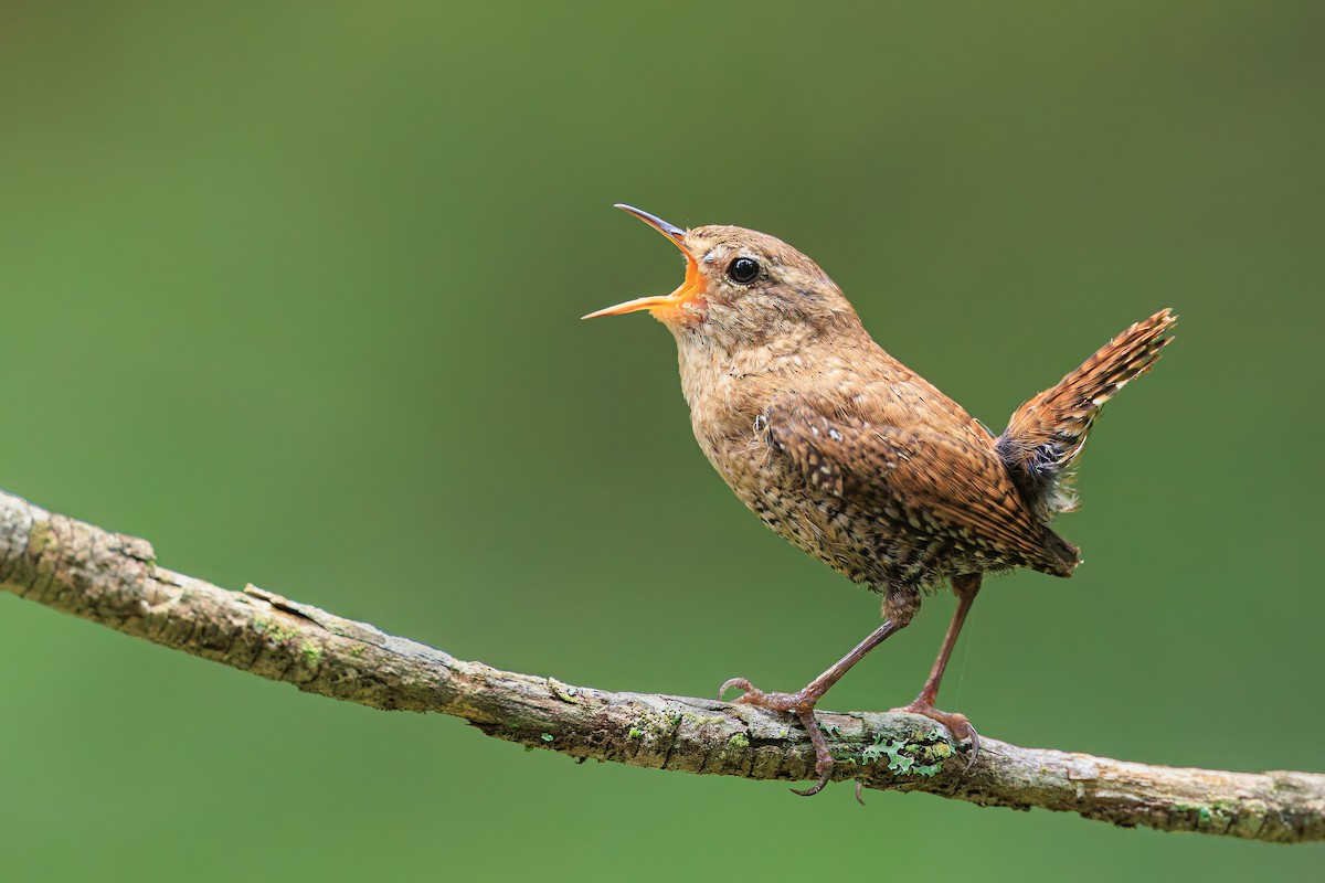 Winter Wren - ML621569053