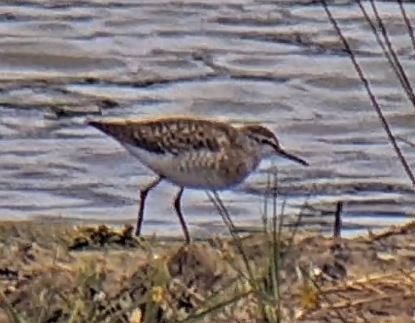 Шугуйн хөгчүү - ML621569085