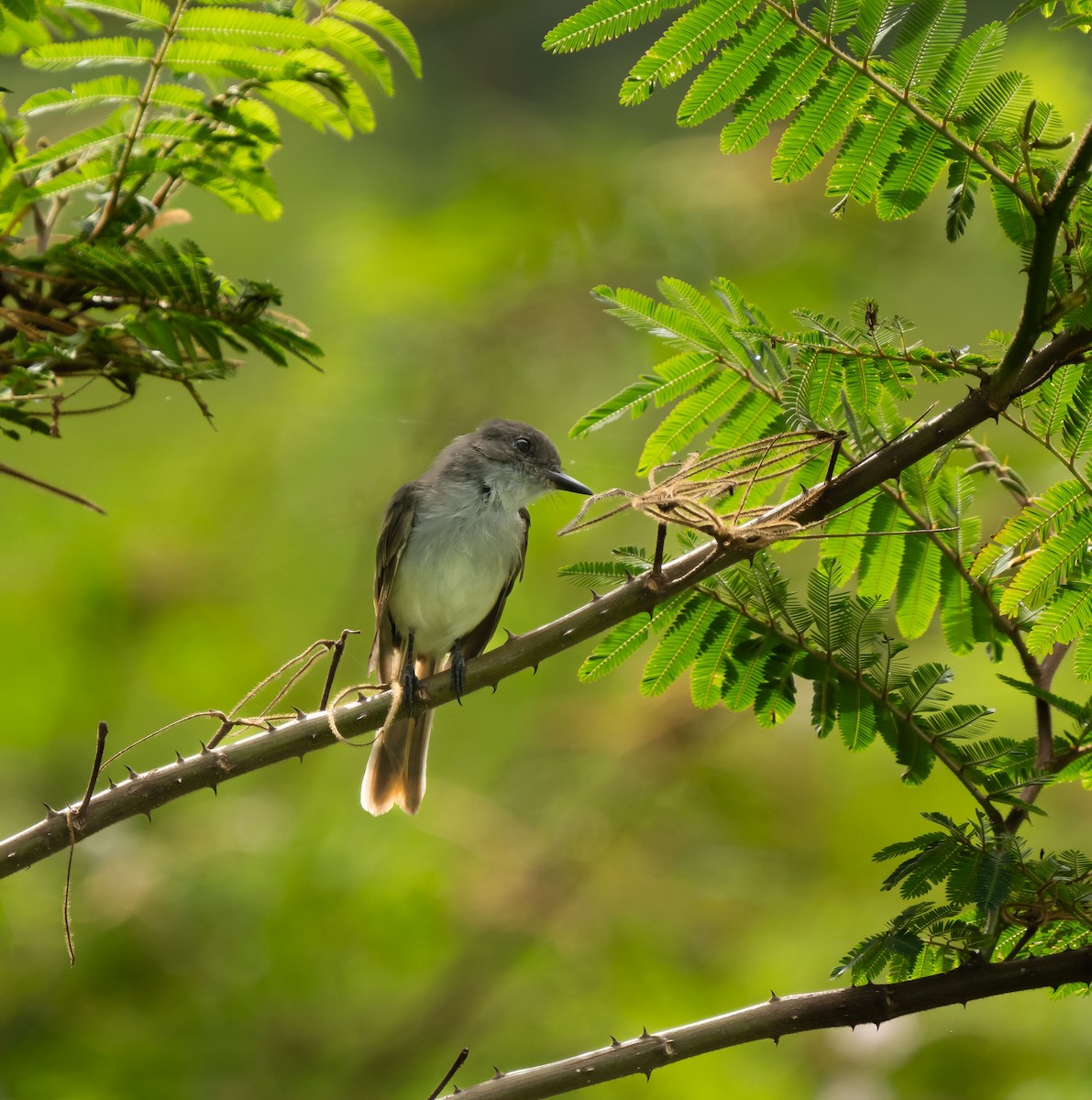 Puerto Rican Flycatcher - ML621569121