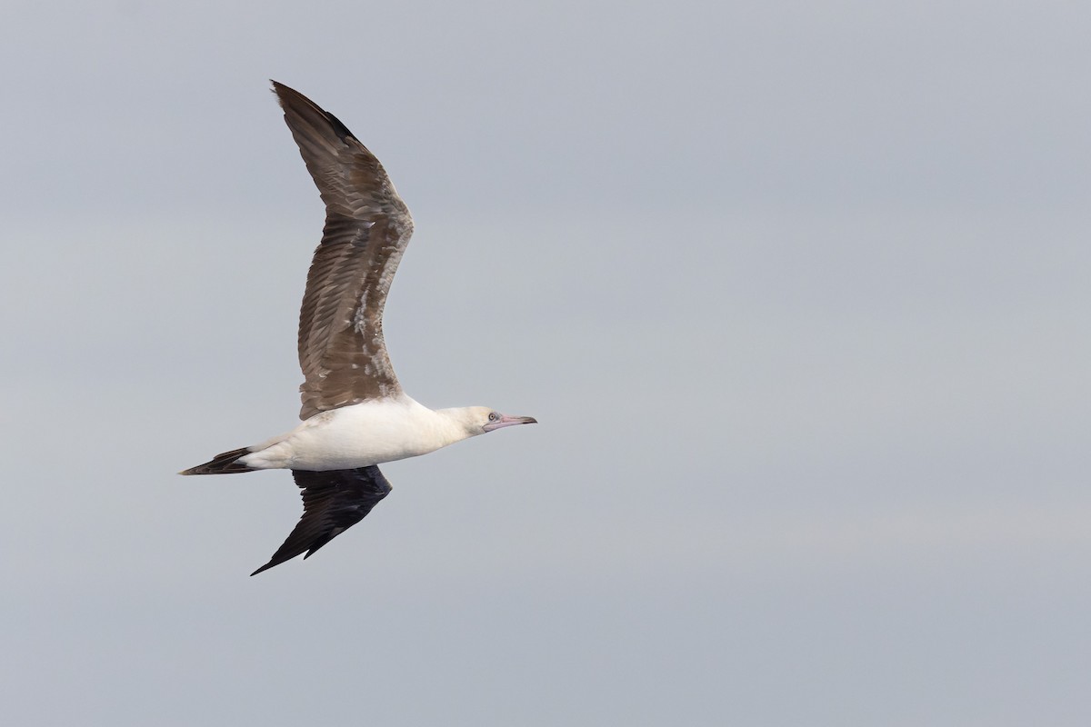 Red-footed Booby - ML621569148