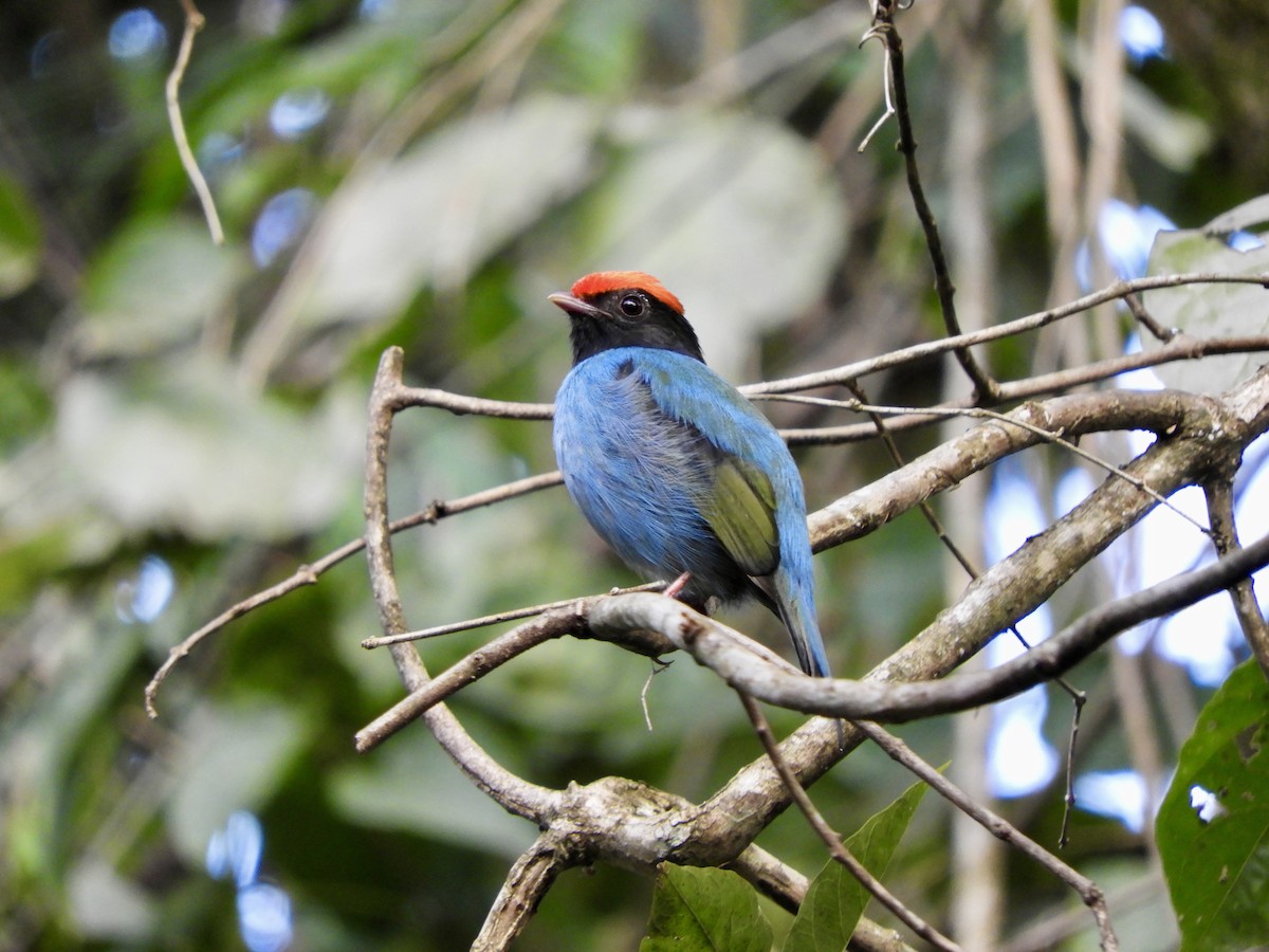 Swallow-tailed Manakin - ML621569153