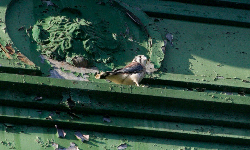 American Kestrel - ML621569164