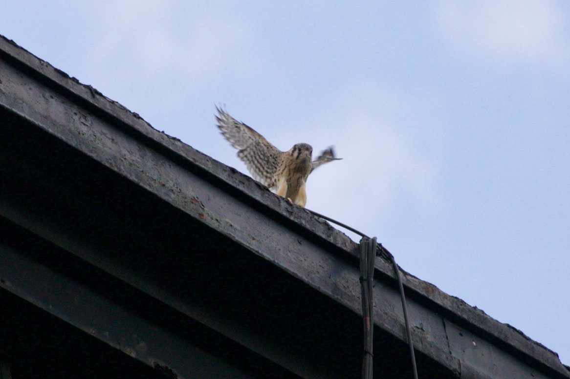 American Kestrel - ML621569166