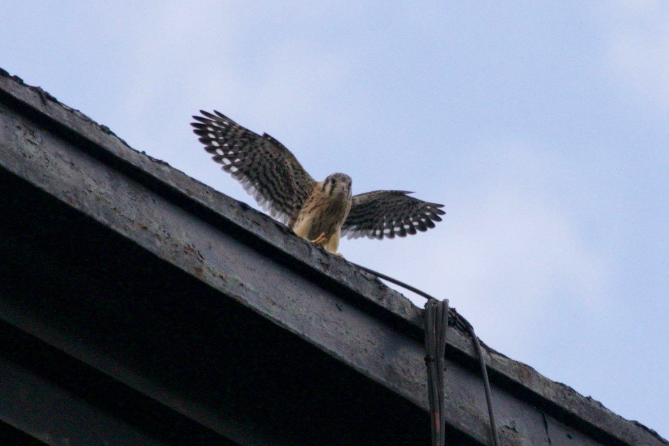 American Kestrel - ML621569168