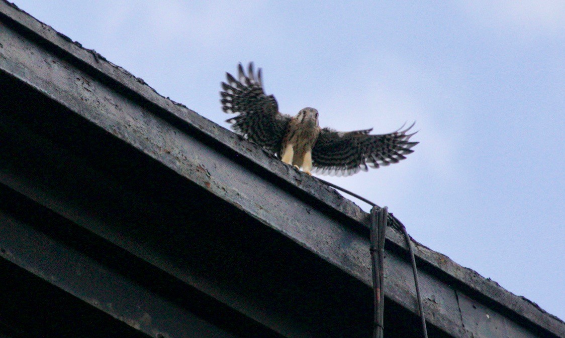American Kestrel - ML621569169