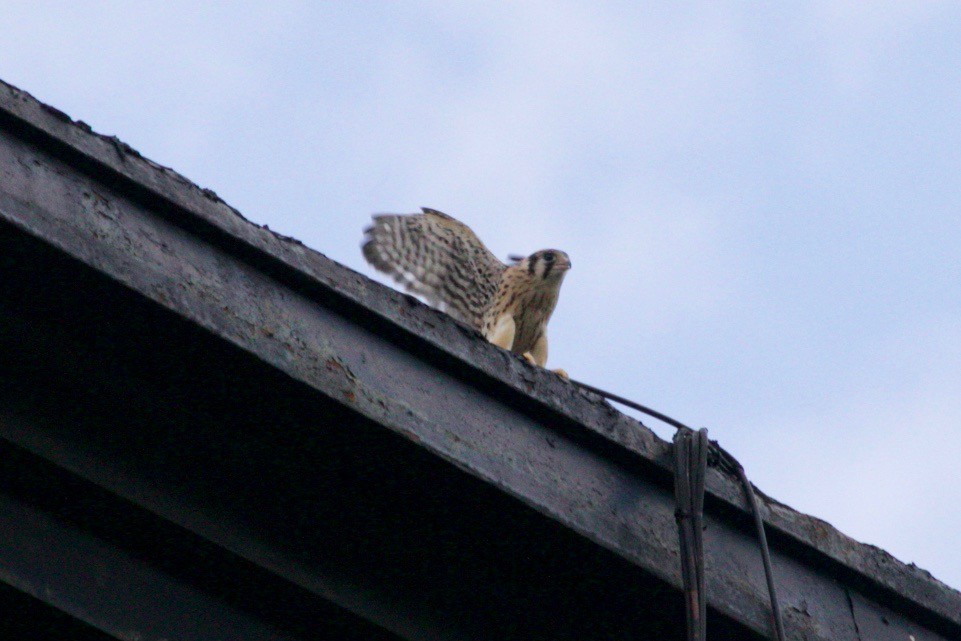 American Kestrel - ML621569170
