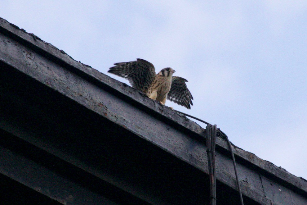 American Kestrel - ML621569175