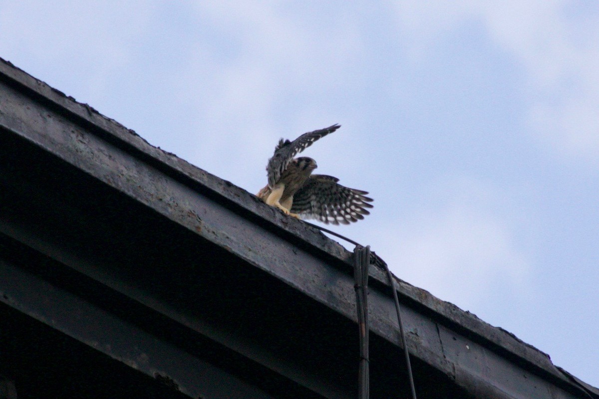 American Kestrel - ML621569176