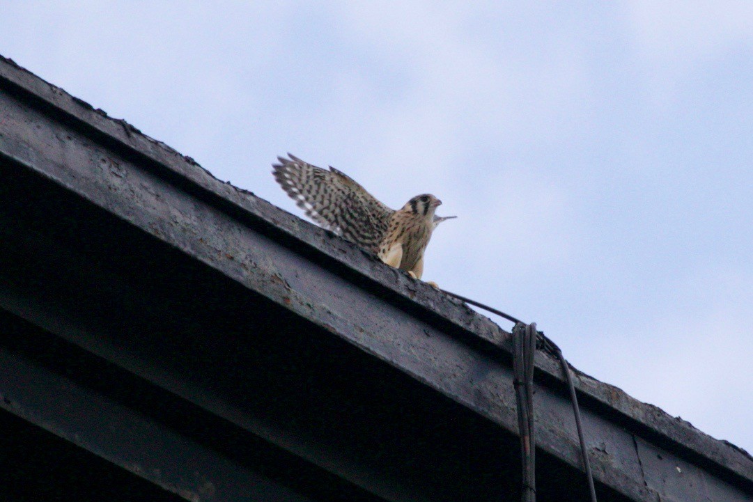 American Kestrel - ML621569177