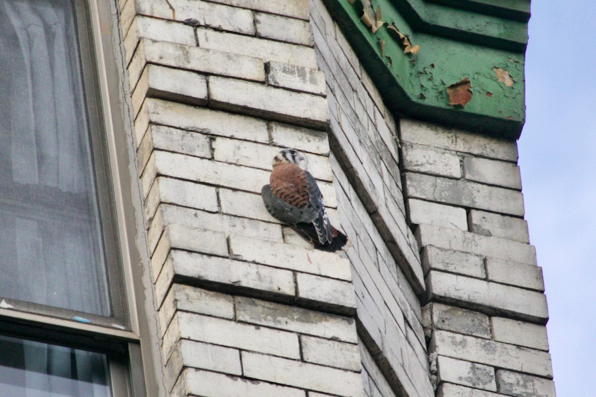 American Kestrel - ML621569178