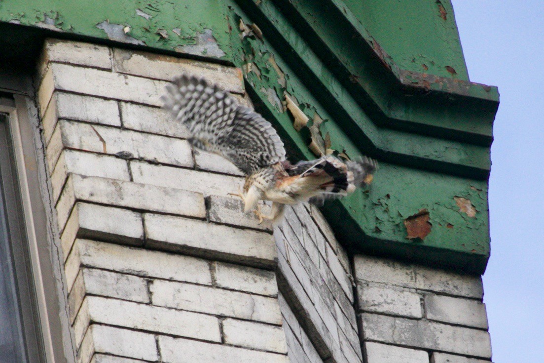 American Kestrel - ML621569179