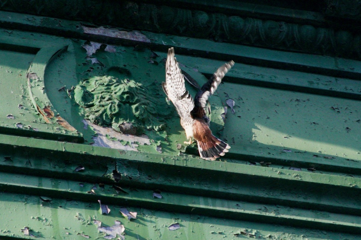 American Kestrel - ML621569180