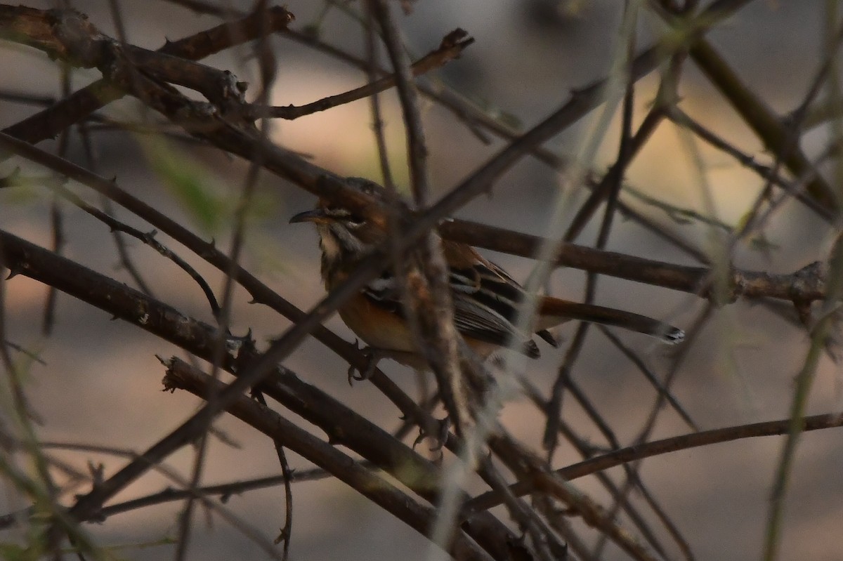 Red-backed Scrub-Robin - ML621569185