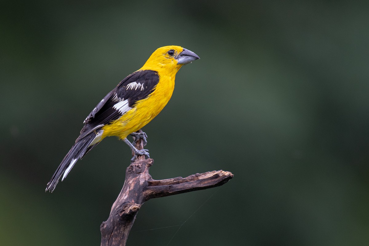 Yellow Grosbeak - ML621569228