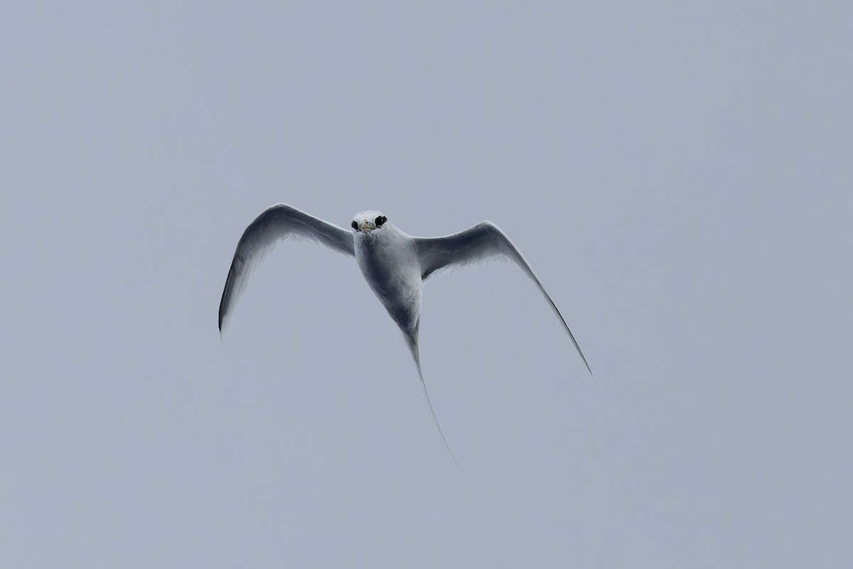 White-tailed Tropicbird (Pacific) - ML621569231