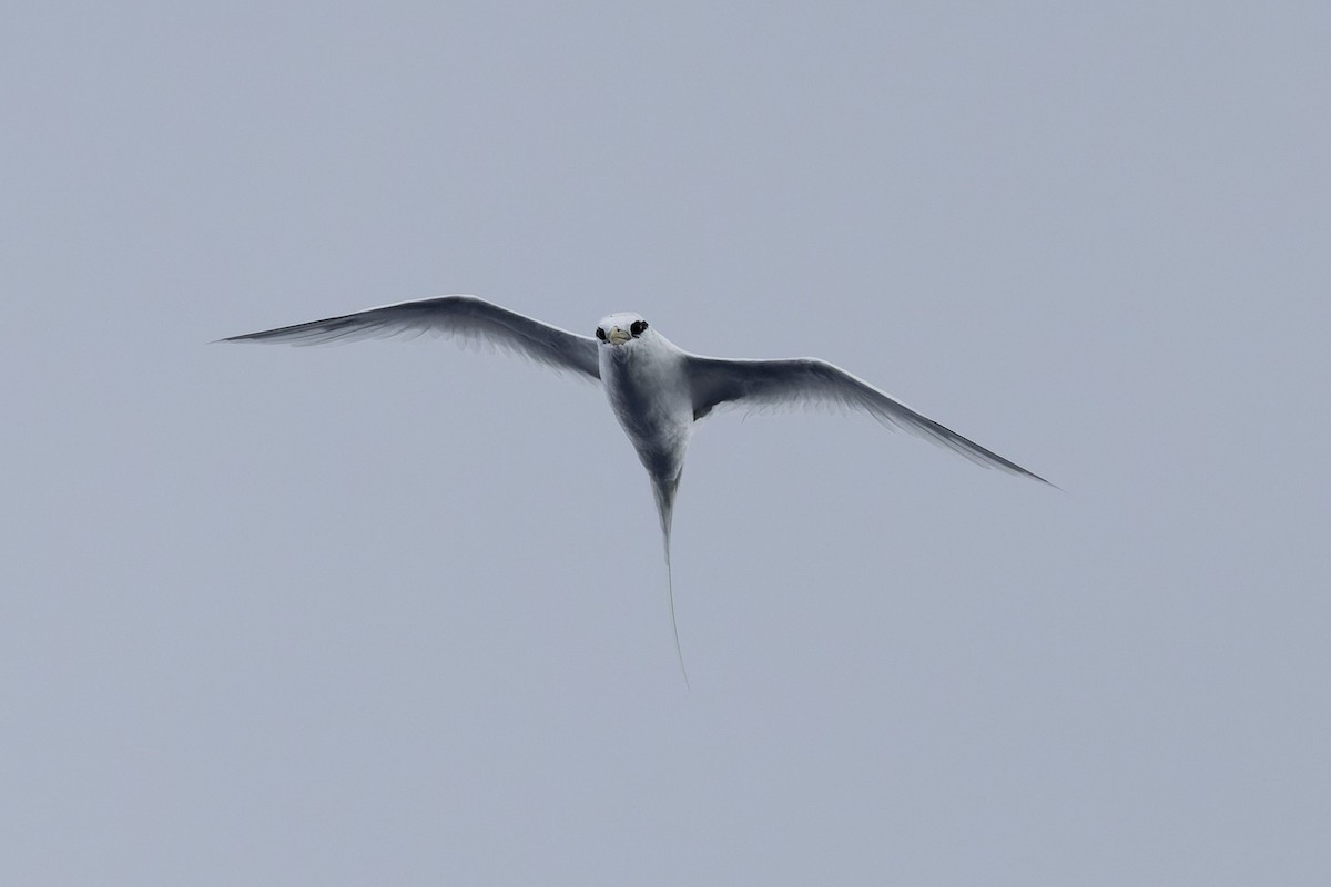 White-tailed Tropicbird (Pacific) - ML621569232