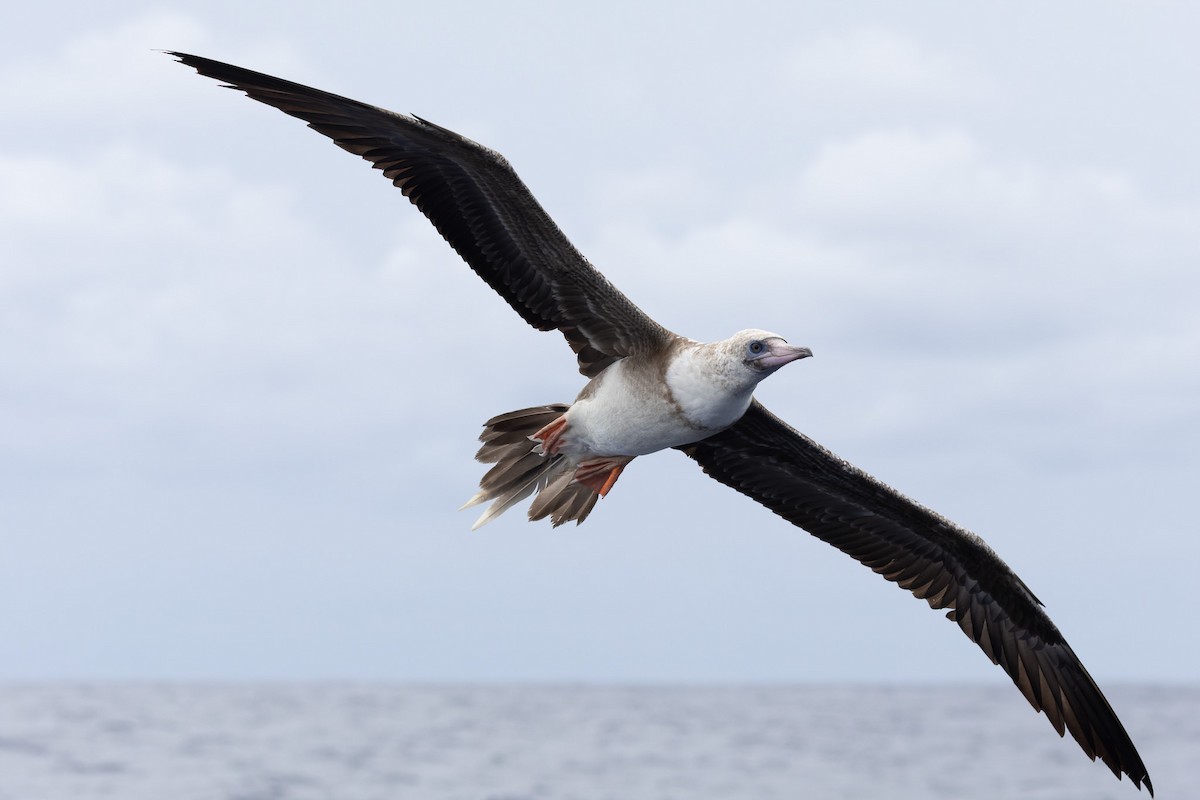 Red-footed Booby - ML621569294