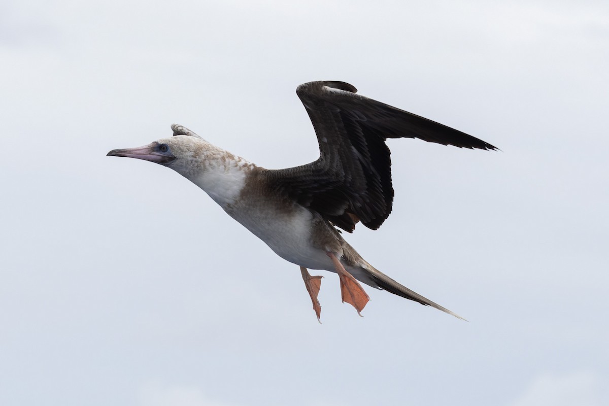 Red-footed Booby - ML621569295