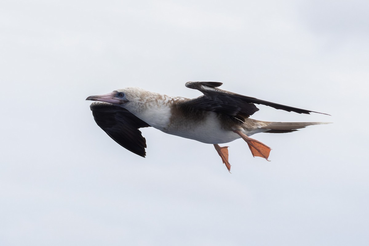 Red-footed Booby - ML621569296