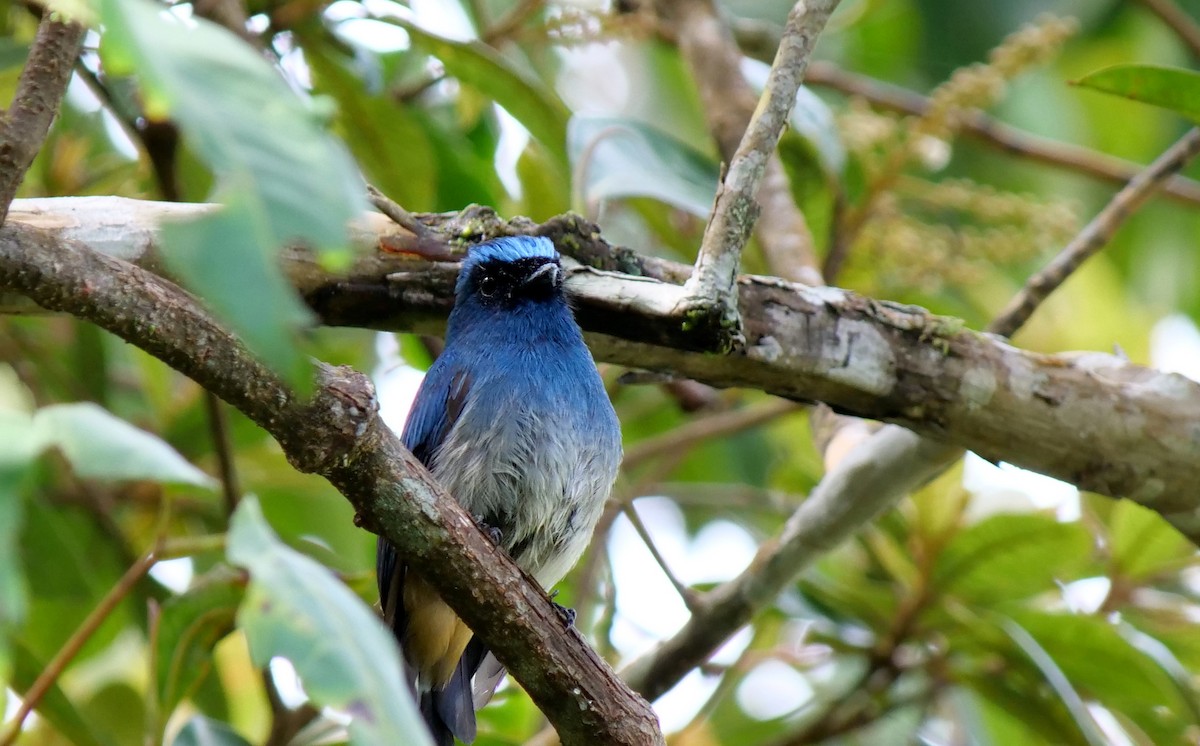 Indigo Flycatcher (Rufous-vented) - ML621569348