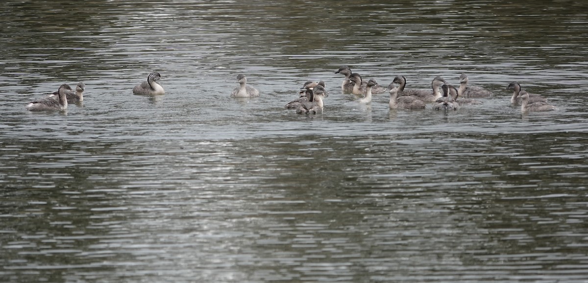 Hoary-headed Grebe - ML621569568