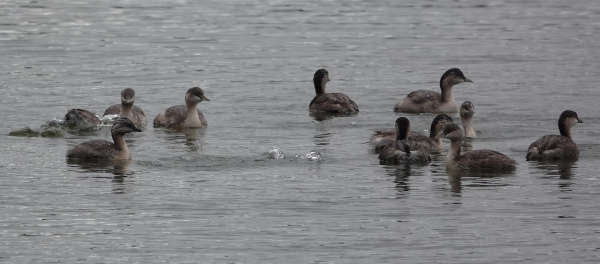 Hoary-headed Grebe - ML621569572