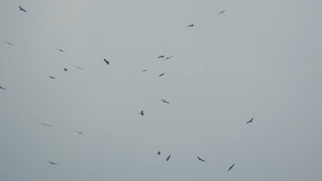 European Honey-buzzard - ML621569619