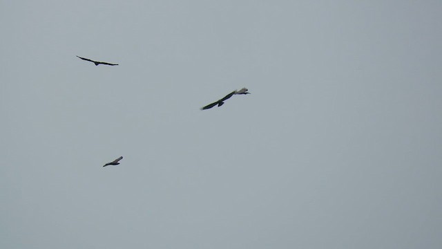 European Honey-buzzard - ML621569659