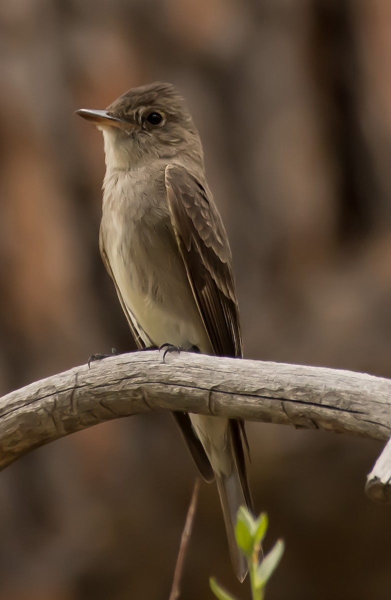 Western Wood-Pewee - ML621569680