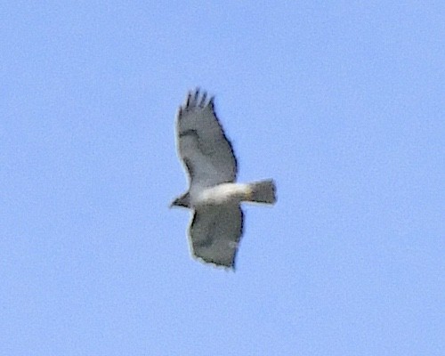 Red-tailed Hawk - ML621569681