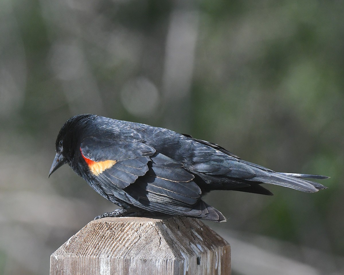 Red-winged Blackbird - ML621569691