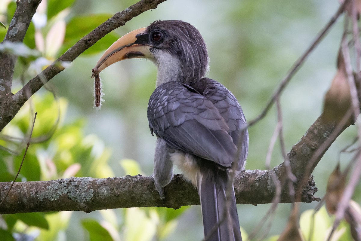 Sri Lanka Gray Hornbill - ML621569699