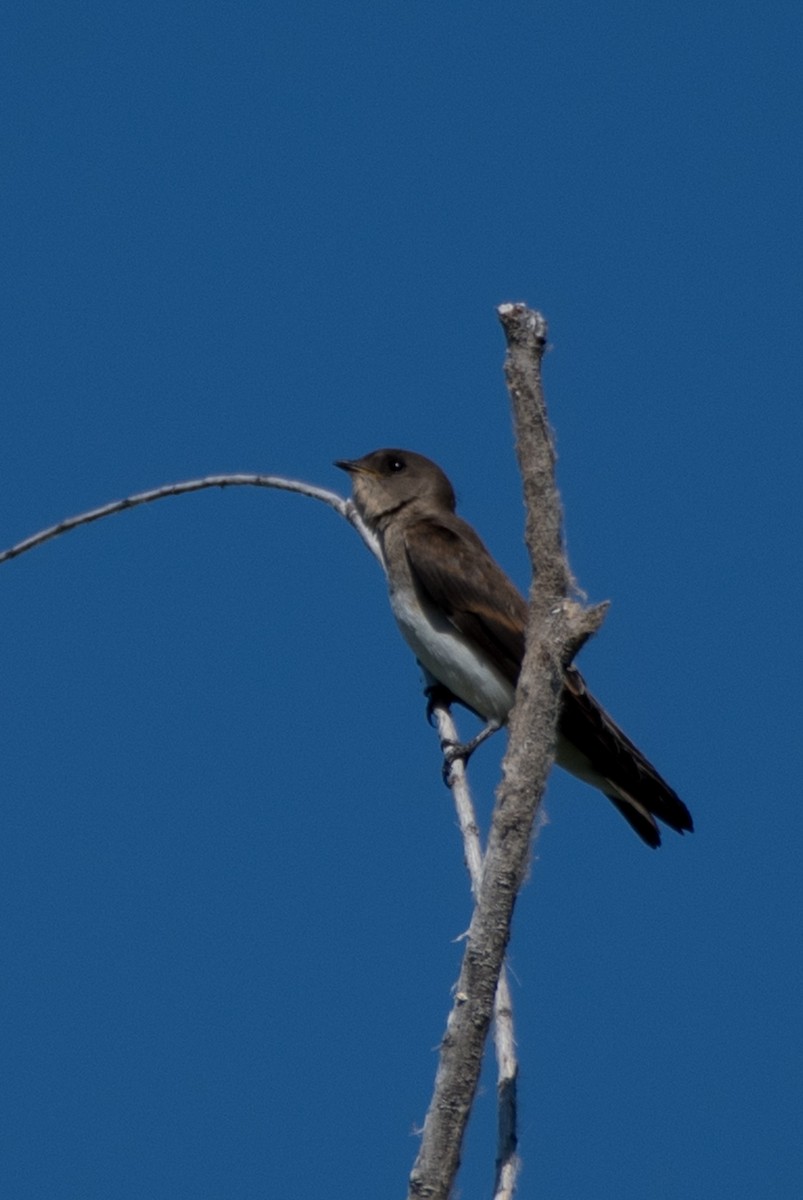 Northern Rough-winged Swallow - ML621569701