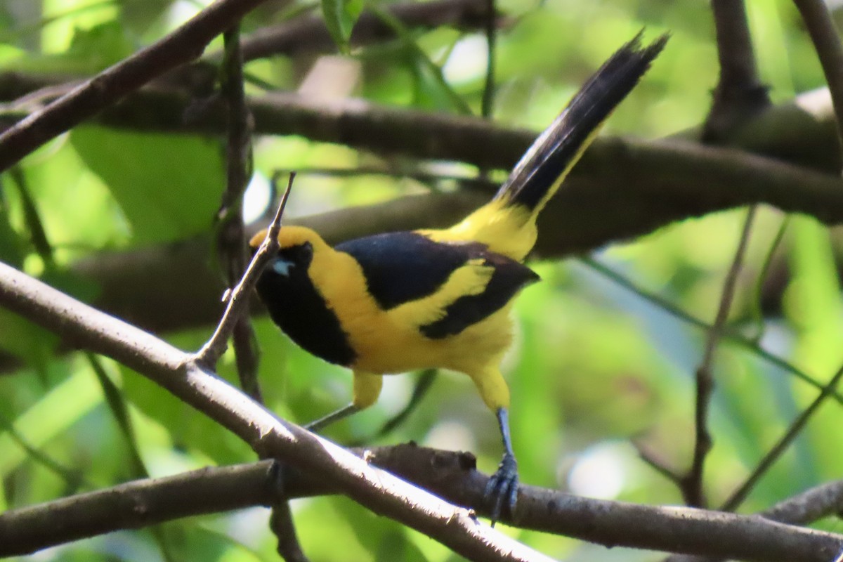 Yellow-tailed Oriole - ML621569751