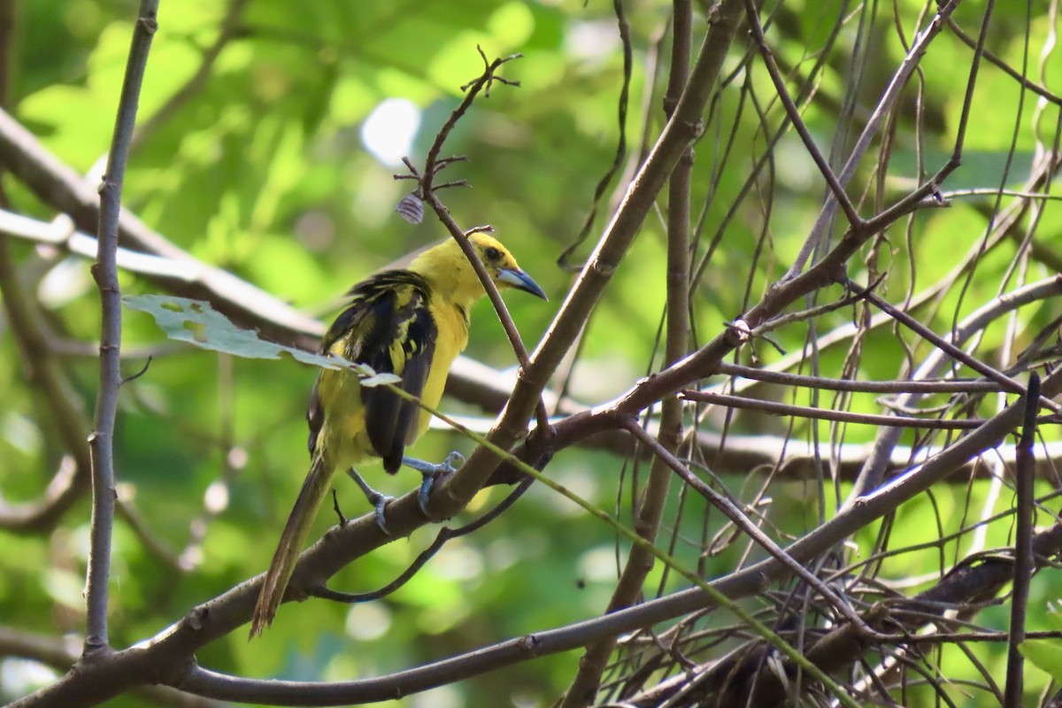 Yellow-tailed Oriole - ML621569752