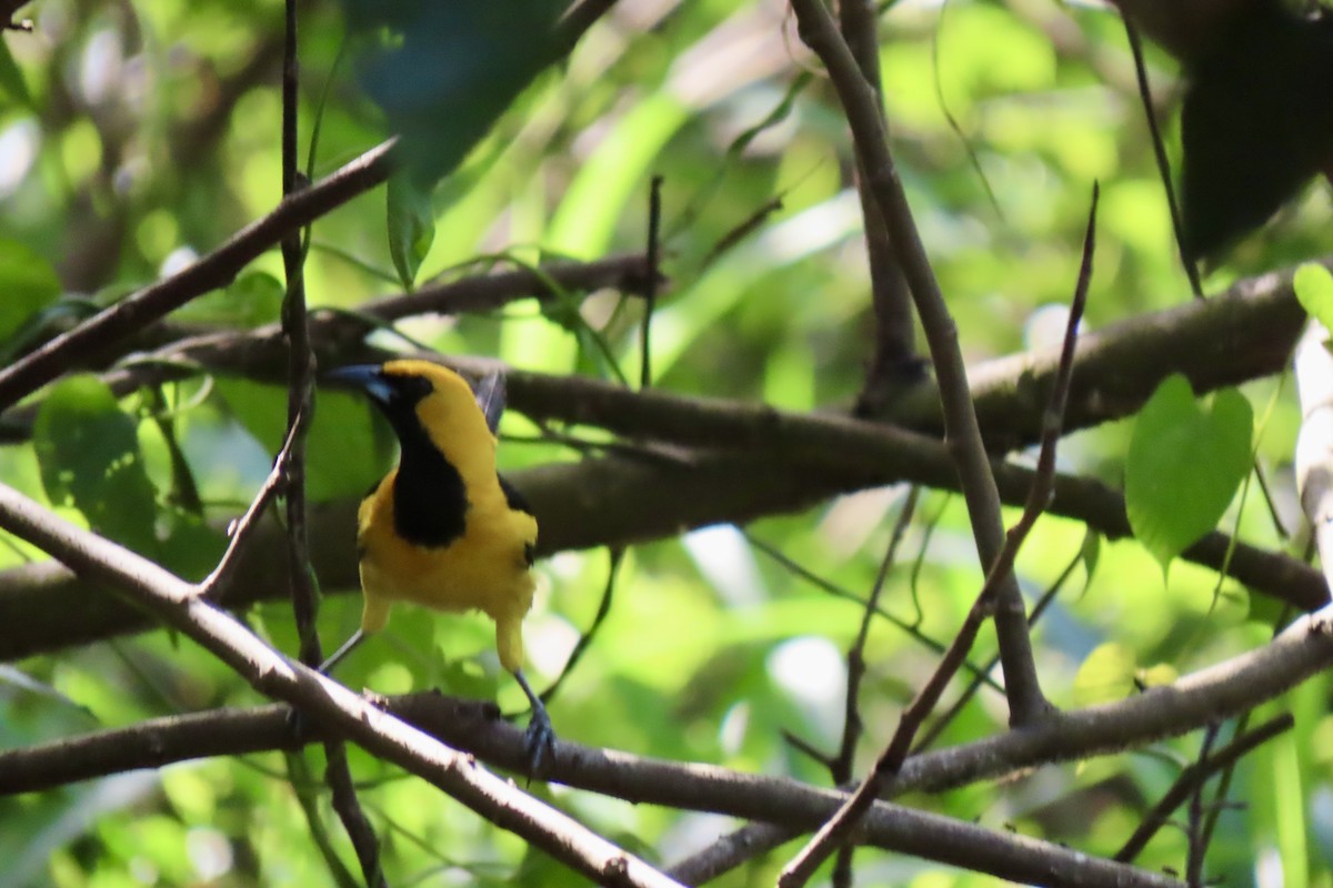 Yellow-tailed Oriole - ML621569753