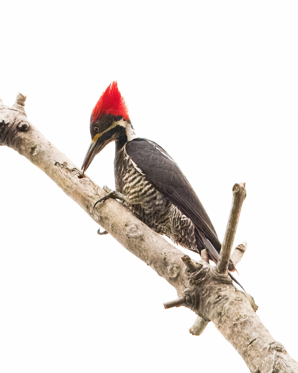 Lineated Woodpecker - ML621569758
