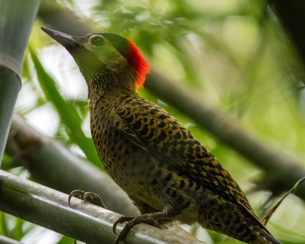 Green-barred Woodpecker - ML621569760