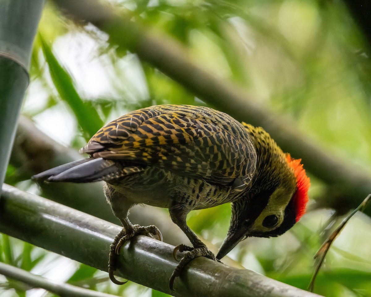 Green-barred Woodpecker - ML621569761