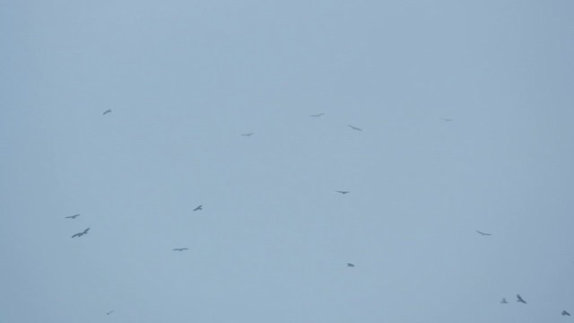 European Honey-buzzard - ML621569779