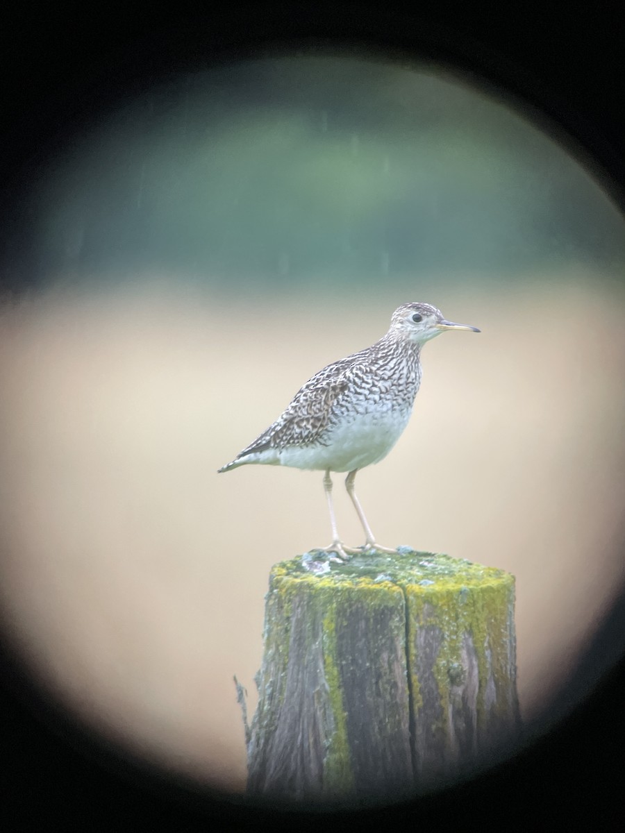 Upland Sandpiper - Marc St. Onge