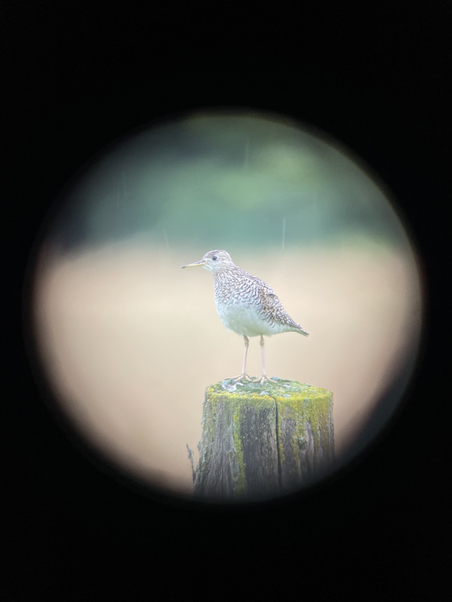 Upland Sandpiper - ML621569805