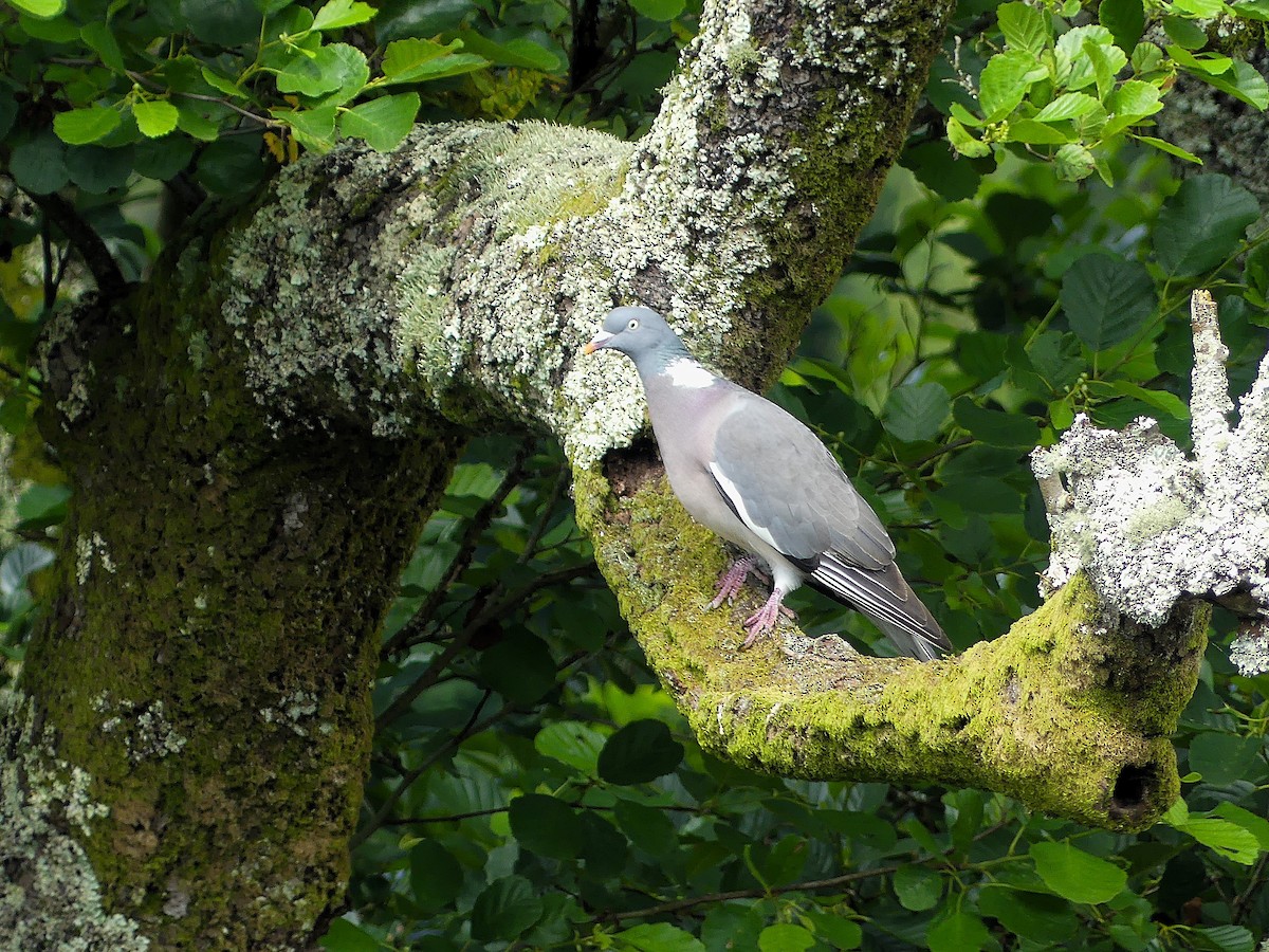 Common Wood-Pigeon - ML621569816