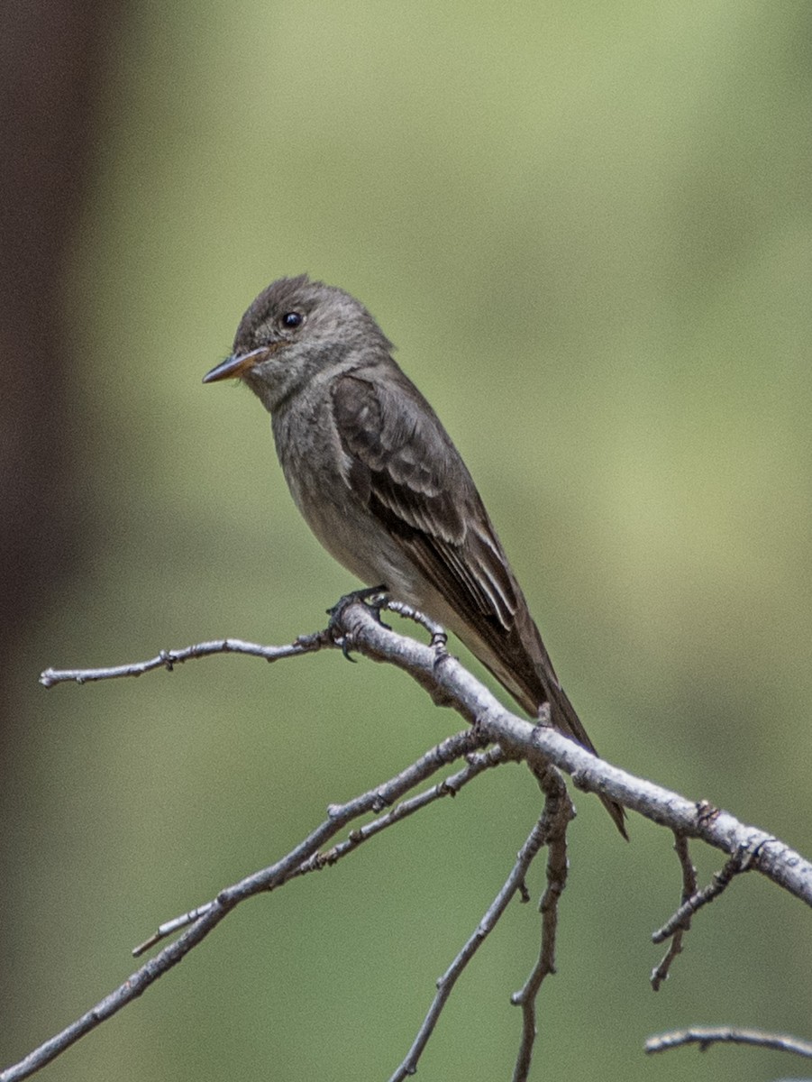 Western Wood-Pewee - ML621569818