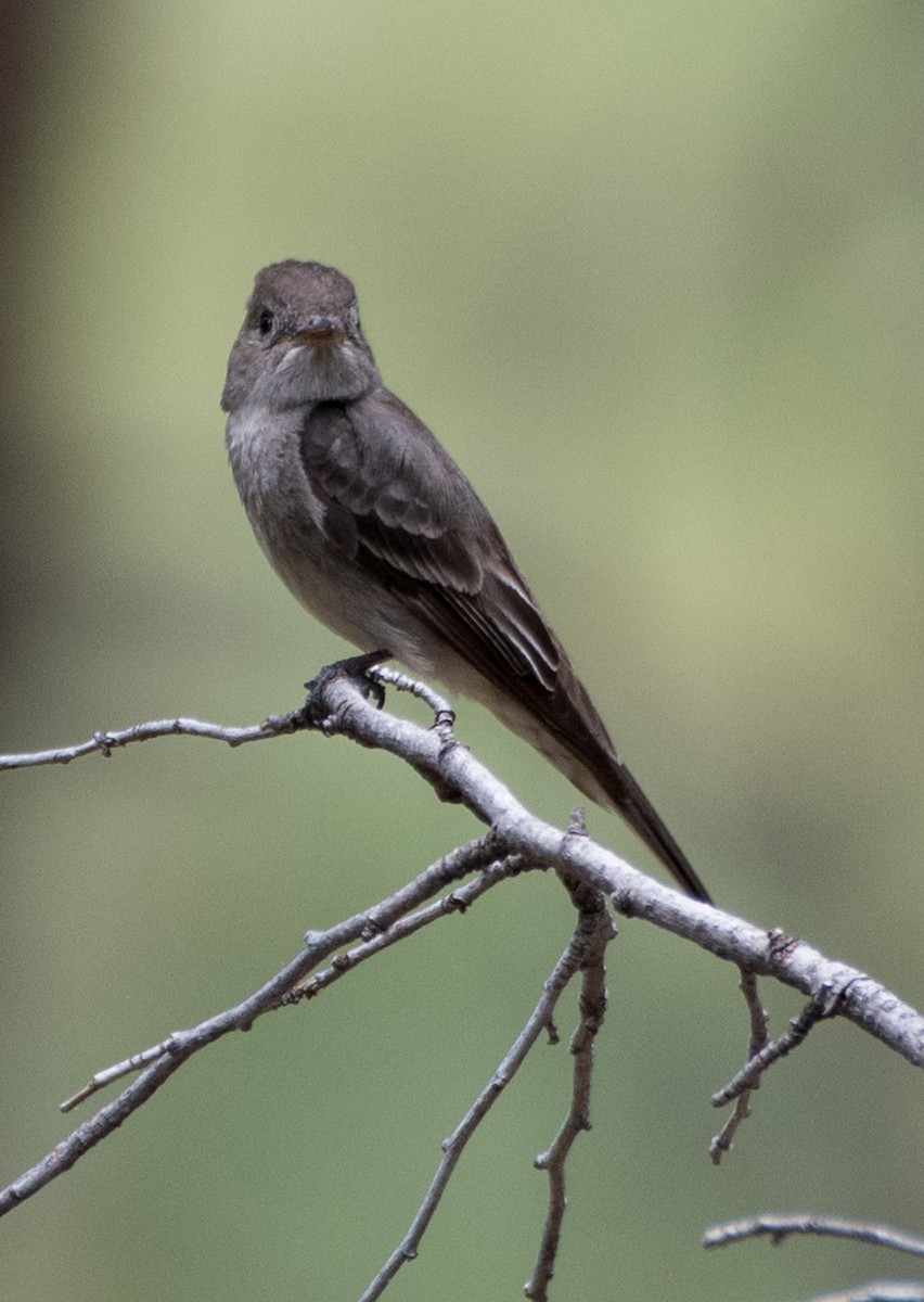 Western Wood-Pewee - ML621569825