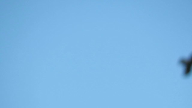 Орел-карлик малий - ML621569826
