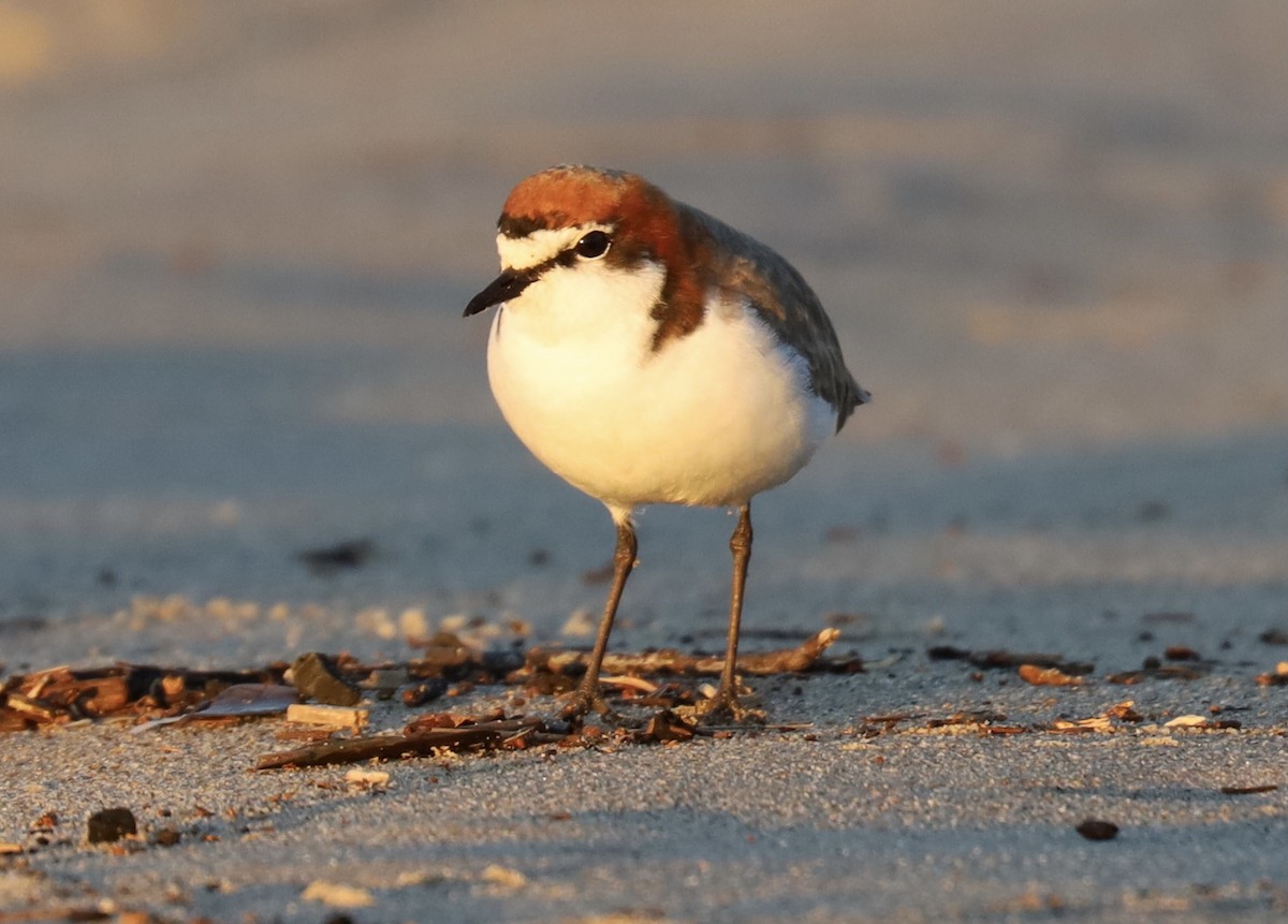 Red-capped Plover - ML621569839