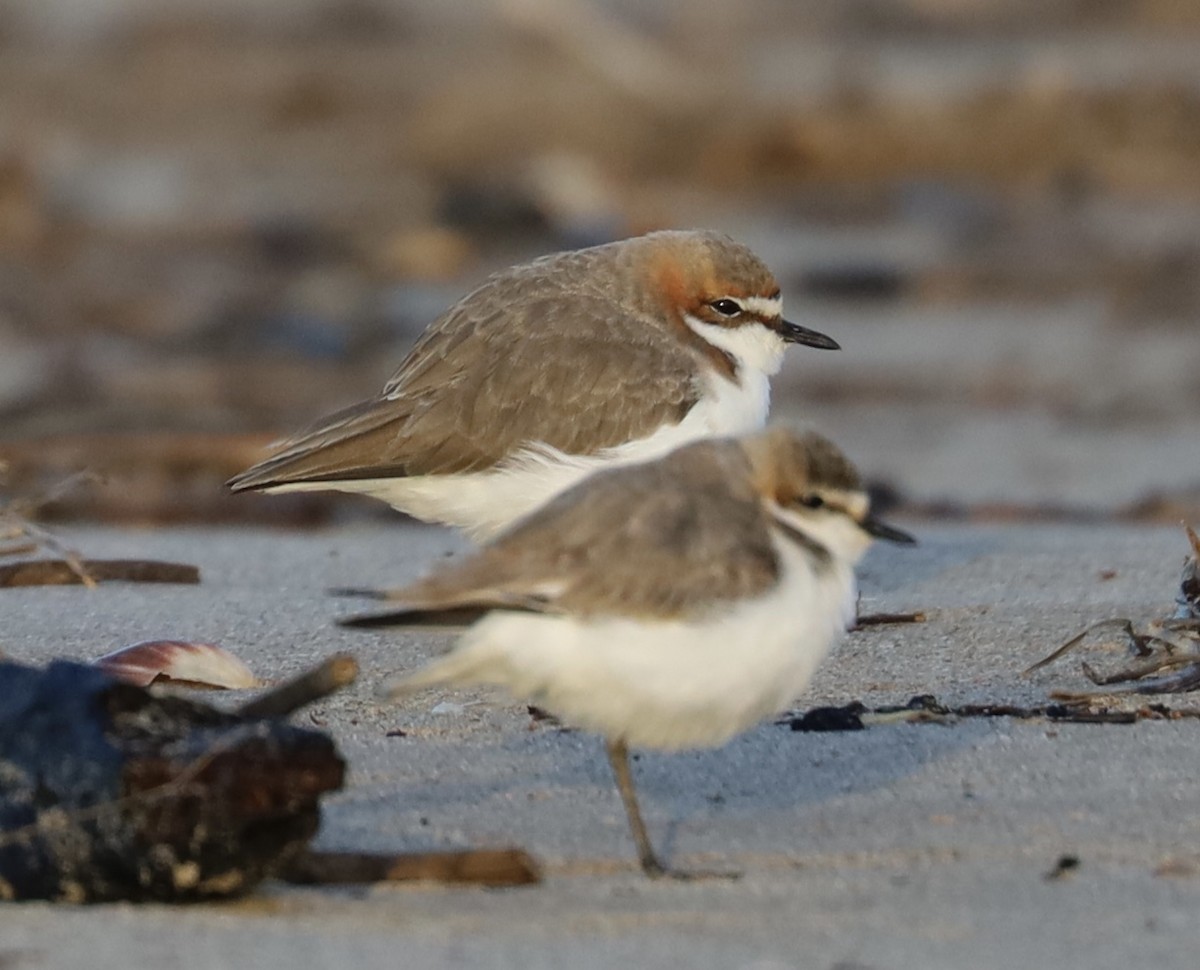 Red-capped Plover - ML621569840